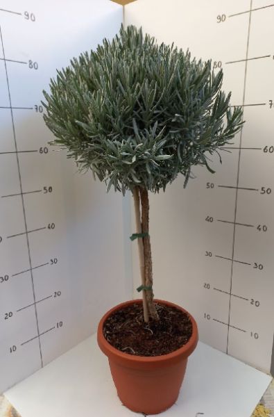 LAVANDULA ANGUSTIFOLIA TIGE