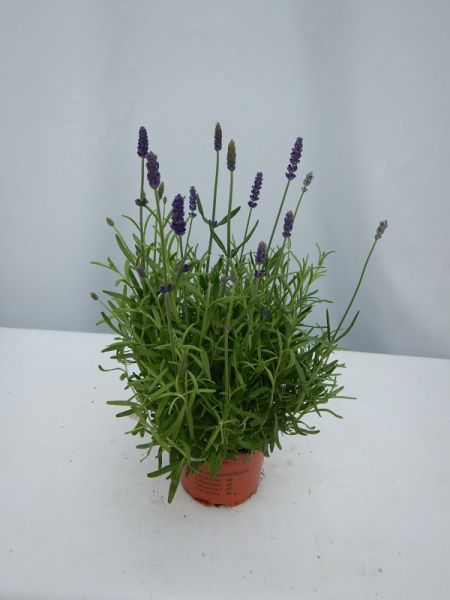 LAVANDULA HIDCOTE