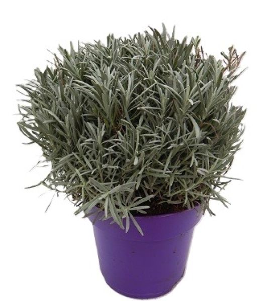 LAVANDULA INTER. PHENOMENAL