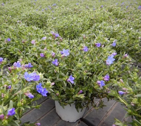 LITHODORA