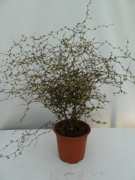 MUEHLENBECKIA  ASTONII ZIG-ZAG