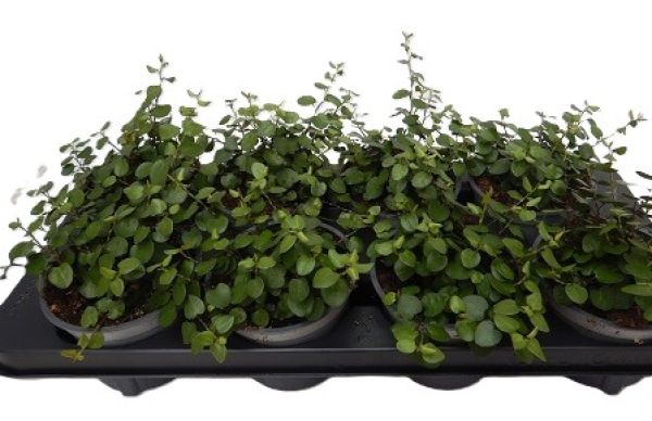 MUEHLENBECKIA COMPLEXA MAORI