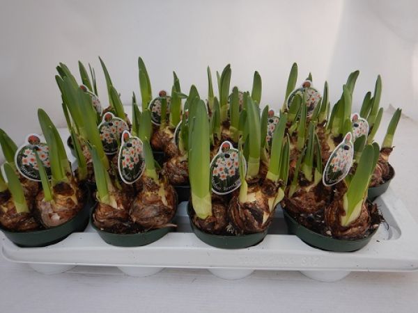 NARCISSUS BARRETT BROWNING