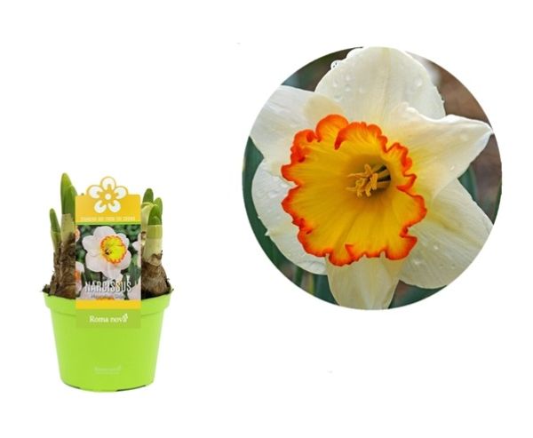 NARCISSUS HAWAIIAN SKIES