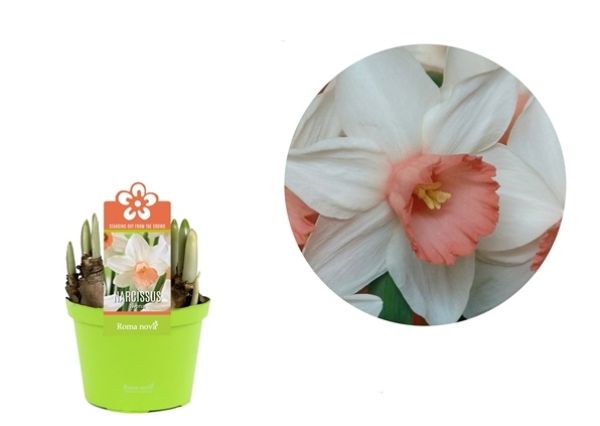 NARCISSUS IWONA