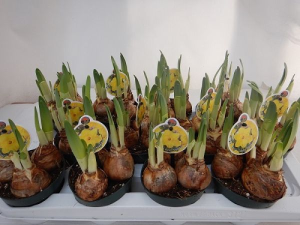 NARCISSUS LUCKY NUMBER