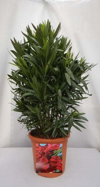 NERIUM OLEANDER TOUFFE