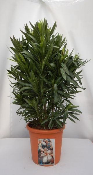 NERIUM OLEANDER TOUFFE