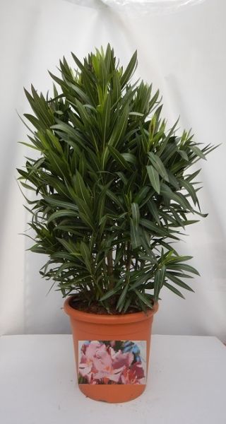 NERIUM OLEANDER TOUFFE