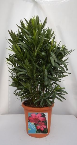 NERIUM OLEANDER TOUFFE