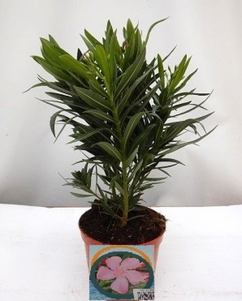 NERIUM OLEANDER TOUFFE