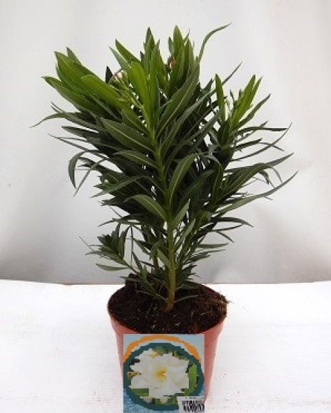 NERIUM OLEANDER TOUFFE