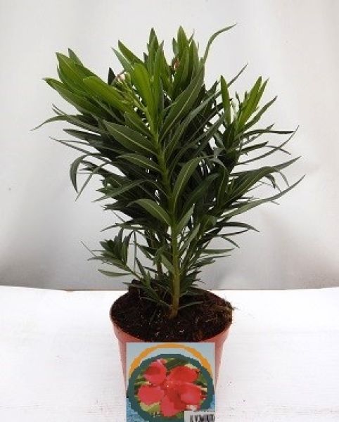 NERIUM OLEANDER TOUFFE
