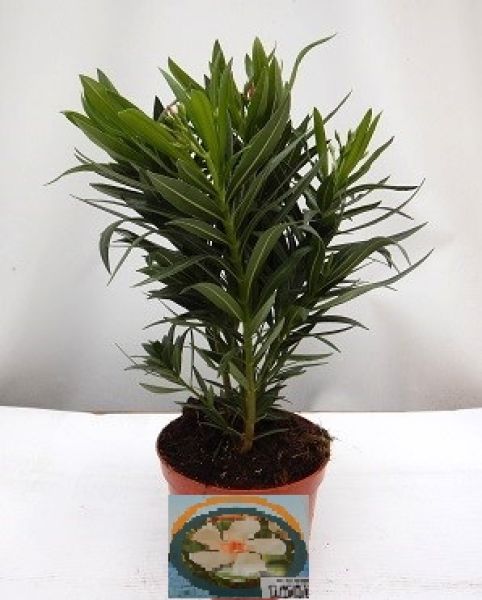 NERIUM OLEANDER TOUFFE