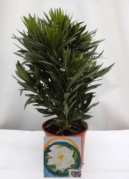 NERIUM OLEANDER TOUFFE
