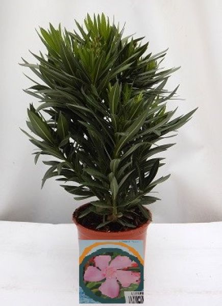 NERIUM OLEANDER TOUFFE