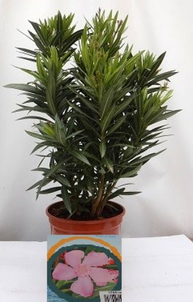 NERIUM OLEANDER TOUFFE