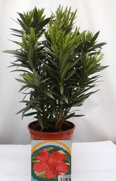 NERIUM OLEANDER TOUFFE