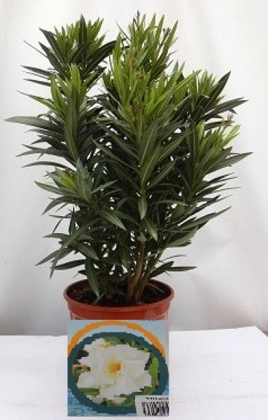 NERIUM OLEANDER TOUFFE
