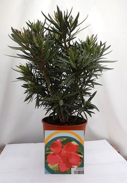 NERIUM OLEANDER TOUFFE