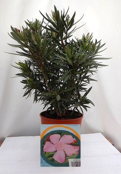 NERIUM OLEANDER TOUFFE