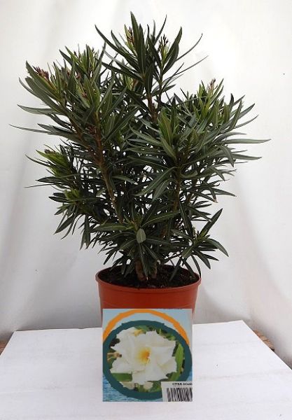 NERIUM OLEANDER TOUFFE