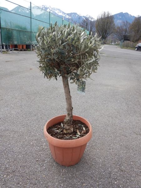 OLEA EUROPAEA BONZAI