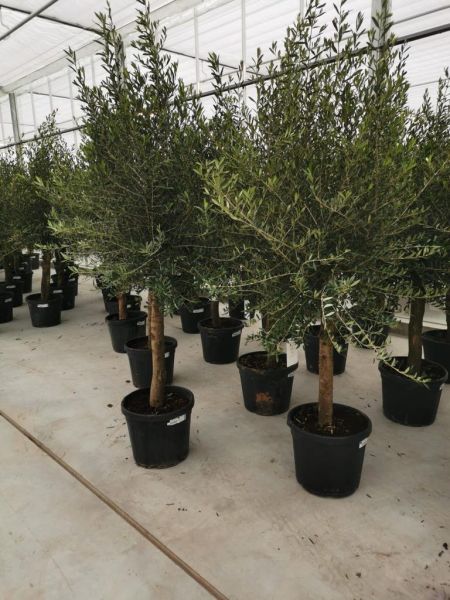 OLEA EUROPAEA TIGE