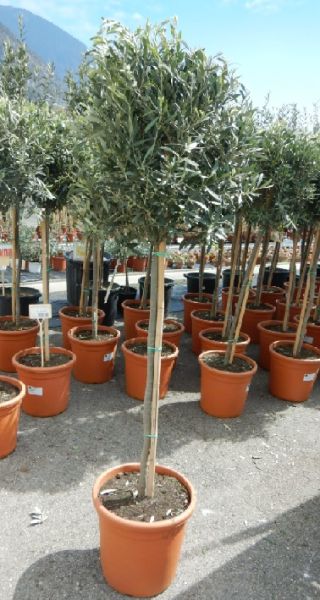 OLEA EUROPAEA TIGE