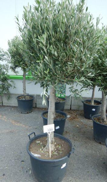 OLEA EUROPAEA TIGE