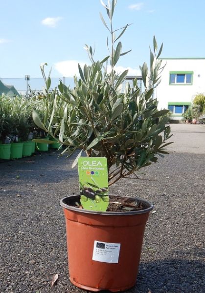 OLEA EUROPAEA TOUFFE