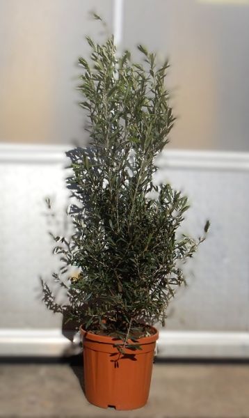 OLEA EUROPAEA TOUFFE
