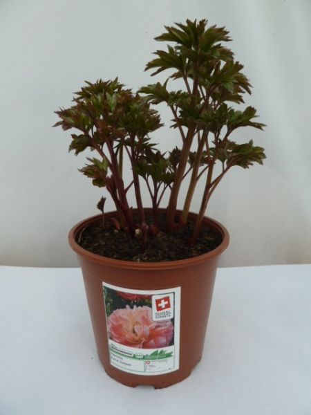 PAEONIA LACT.CORAL SUNSET