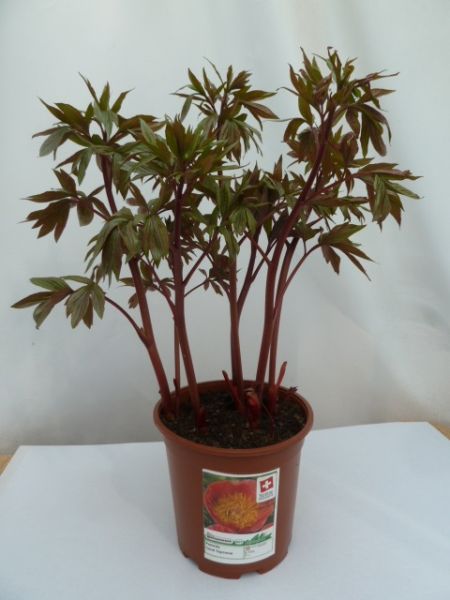 PAEONIA LACT.CORAL SUPREME