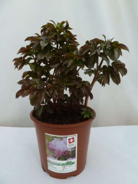 PAEONIA LACT.PINK CHOISE