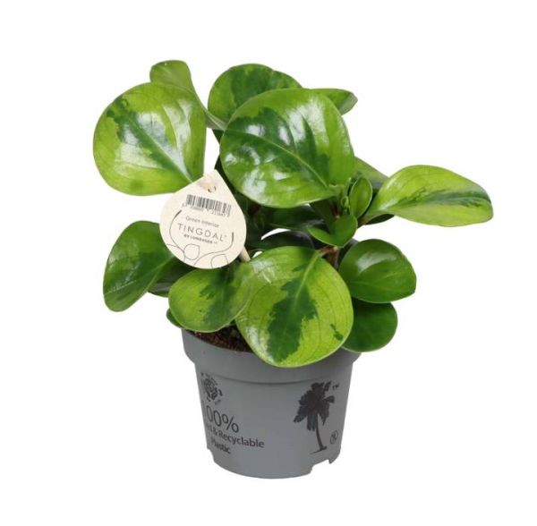 PEPEROMIA OBTUSIFOLIA LIME
