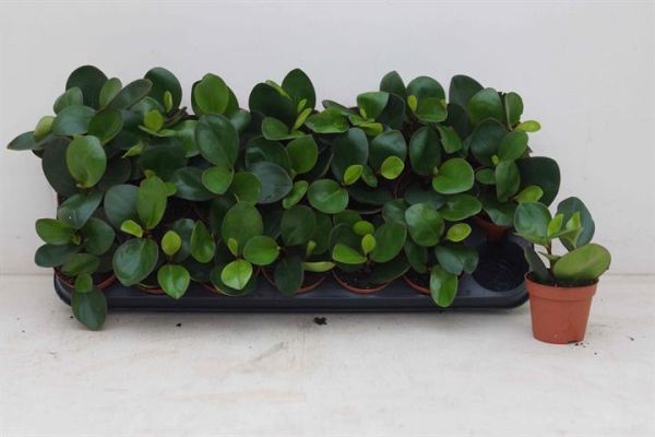 PEPEROMIA RED MARGIN