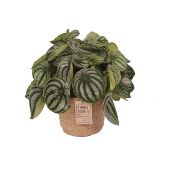 PEPEROMIA WATERMELON