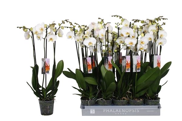 PHALAENOPSIS 3T  BLANC