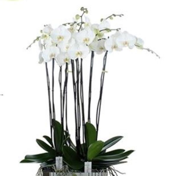 PHALAENOPSIS 4T FORTUNO ALTO