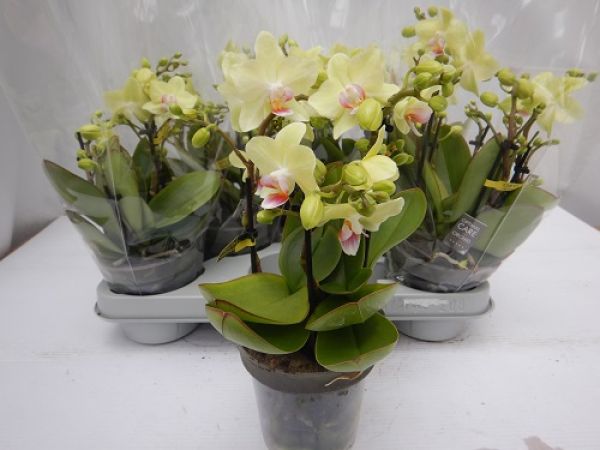 PHALAENOPSIS BOQUETTO SENSATION 4T MIX