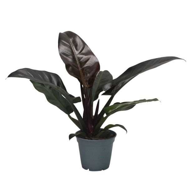 PHILODENDRON IMPERIAL RED