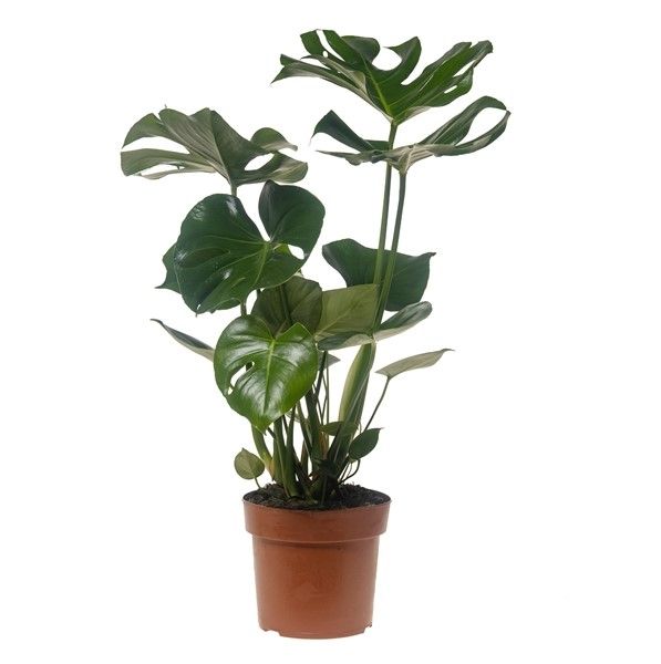 PHILODENDRON MONSTERA