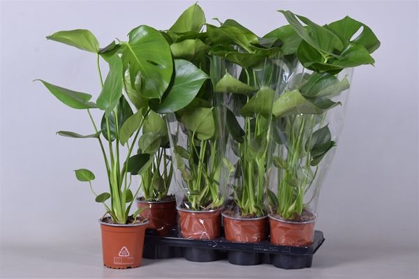 PHILODENDRON MONSTERA