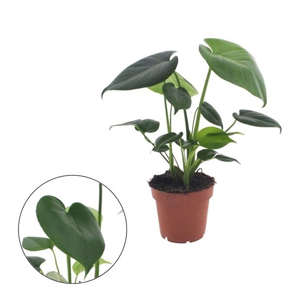 PHILODENDRON MONSTERA TAUERII