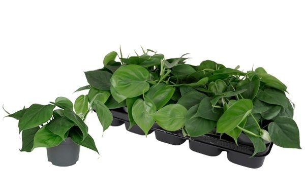 PHILODENDRON SCANDENS