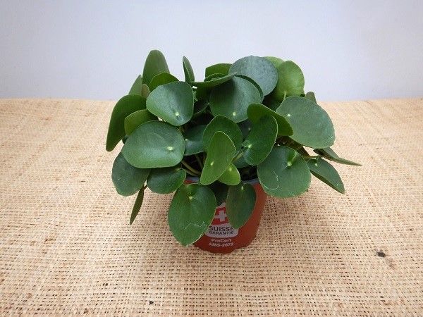PILEA PEPEROMIODES