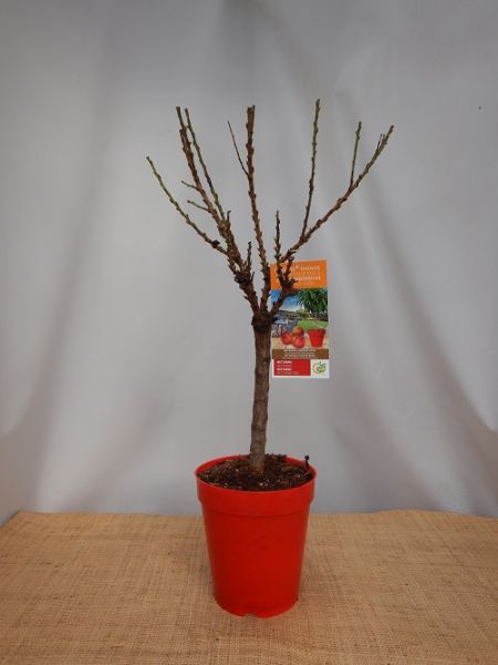 PRUNUS PERSICA NECTARINA