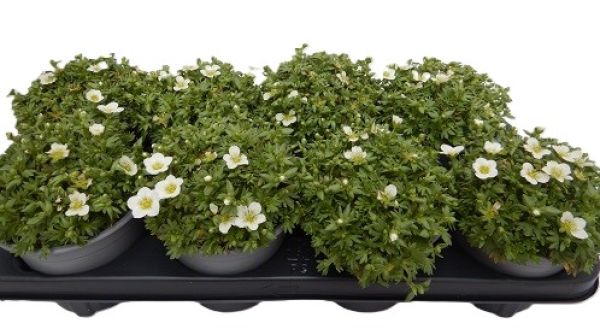 SAXIFRAGA ARENDSII  BLANC