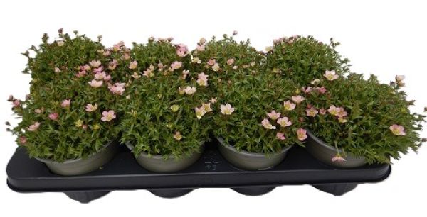 SAXIFRAGA ARENDSII  ROSE